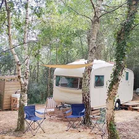 Vintage Caravan In The Woods Chassiecq