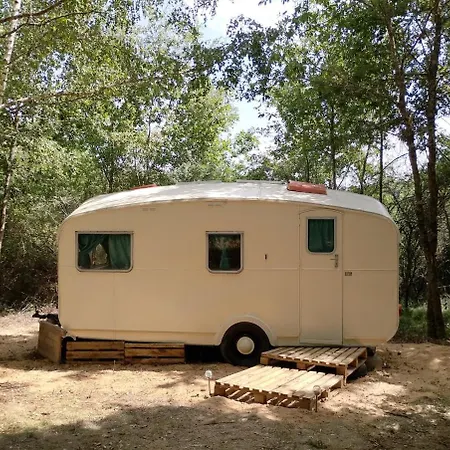 Vintage Caravan In The Woods *